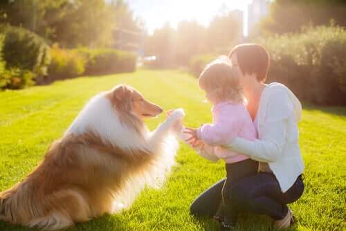 What Are Animal-Assisted Therapy Strategies?