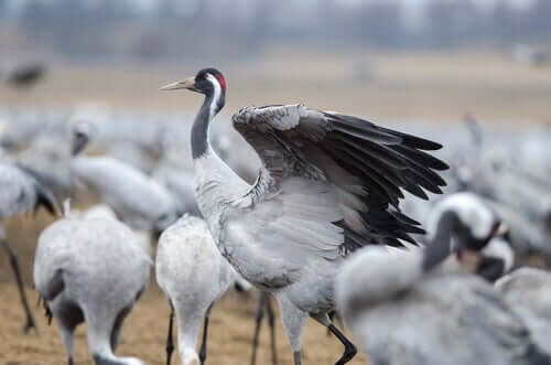 A flock of common cranes.