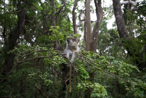 A green monkey sitting on a branch.