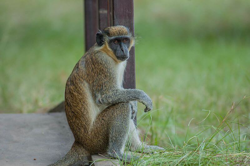 A green monkey sitting on a step.