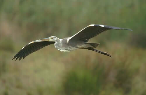 A grey heron in flight.