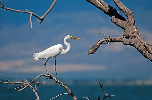 A grey heron on a tree.