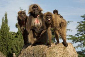 The Gelada: Characteristics, Behavior and Habitat