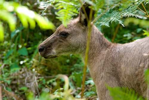 Different Types of Marsupials - My Animals