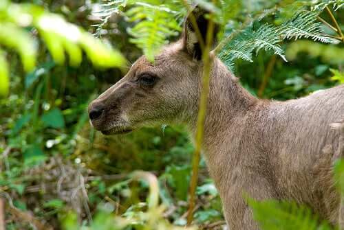 A kangaroo, one of the most famous marsupials.