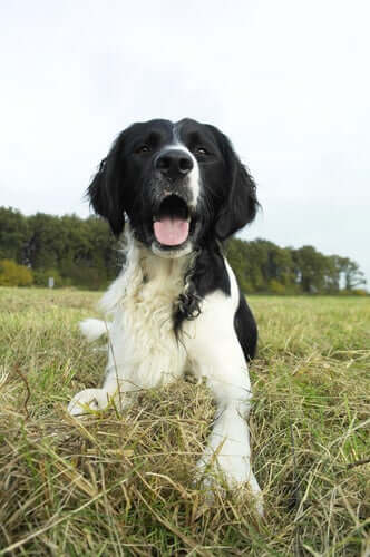 A dog lying in a field looking at the camera.