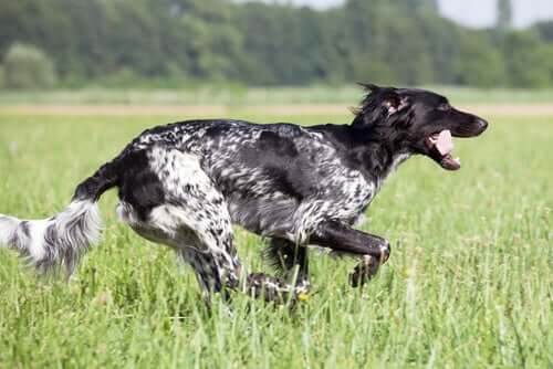 A large münsterländer running through a field.