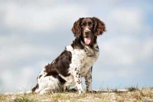 A large münsterländer sitting on rocky ground.