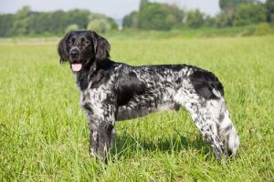 The Large Münsterländer: A Versatile Hunting Dog