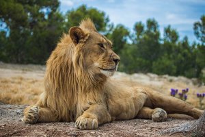 Animals and Symbolism