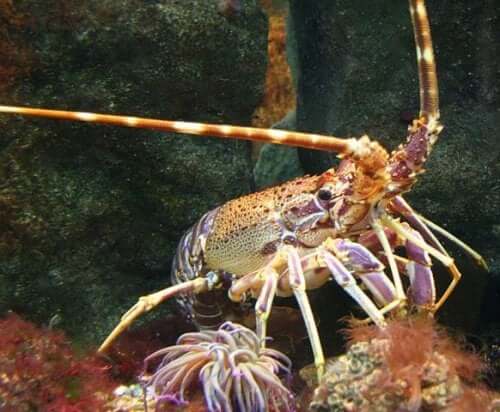 A lobster on the sea bed.