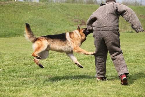 A man training a guard dog.