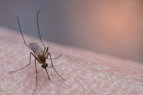 A mosquito biting the skin passing on a diseases transmitted by mosquitos.