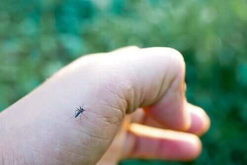 A mosquito on someone's hand.