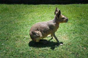 Patagonian Mara: Characteristics, Behavior and Habitat