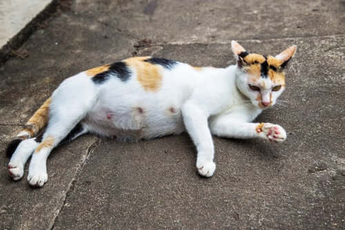 A pregnant cat lying on the sidewalk.
