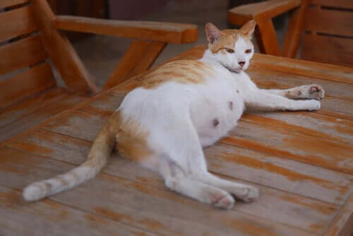 A pregnant cat resting.