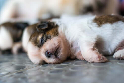A puppy sleeping on the ground.