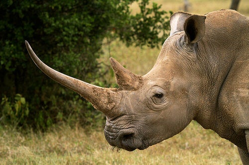 A rhino with a long horn.