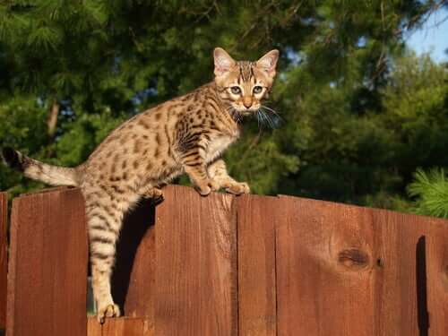 A savannah cat climbing a fence.
