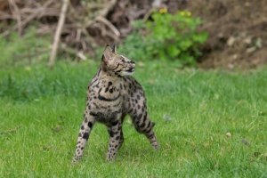 The Savannah Cat