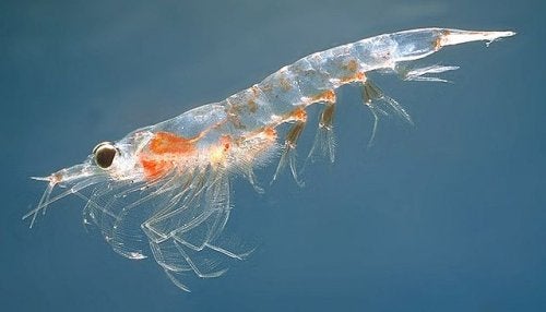 A shrimp which is one of many species of crustaceans.