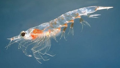 A shrimp which is one of many species of crustaceans.