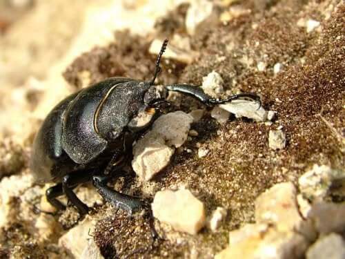 A stag beetle in some dirt.