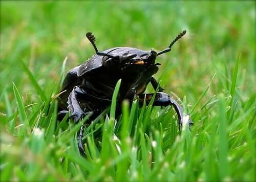 The Stag Beetle: The Biggest Beetle in Europe