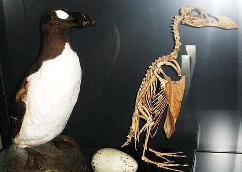 How the Great Auk Became Extinct