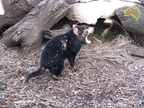 A tazmanian devil screaming.