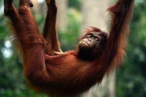 An orangutan swinging on a tree.