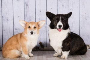 Discover the Cardigan Welsh Corgi