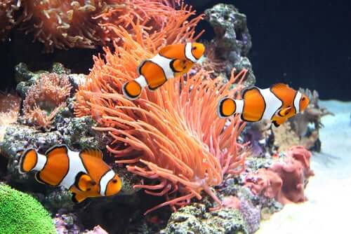 Clown fish in an aquarium.