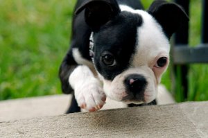 Fading Puppy Syndrome: Beware of Dehydration