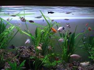 How to Choose Plants for Your Aquarium