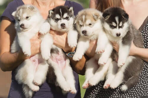 Four husky puppies outside.