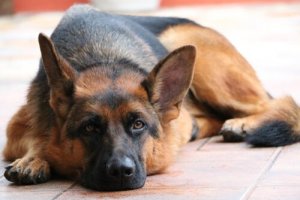 A German Shepherd Tested Positive for Coronavirus