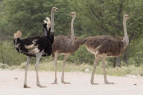 Ostriches in the desert.