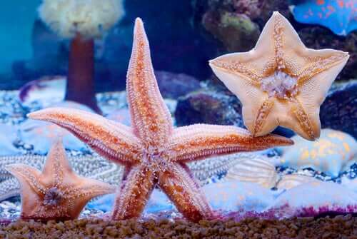 Starfish in an aquarium.