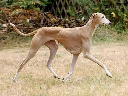 The Azawakh Dog Breed