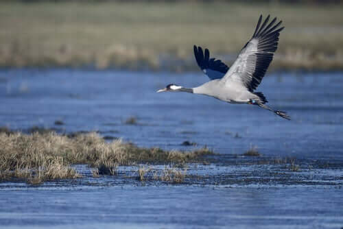 The common crane flying over a lake.