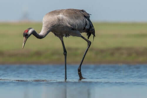The Common Crane: Characteristics, Behavior, and Habitat