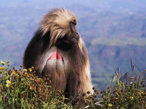 A gelada sitting in the grassland.