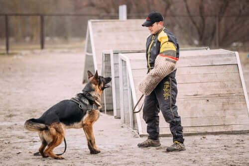 Trainers use special equipment to teach dogs to attack.