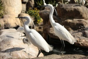 Grey Heron: Characteristics, Behavior, and Habitat