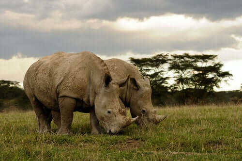 Two rhinos in a field.