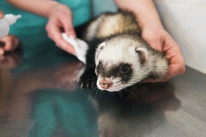 Adrenal Disease in Ferrets