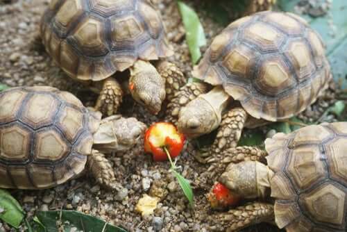 A group of turtles eating an apple.