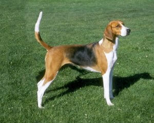The American Foxhound